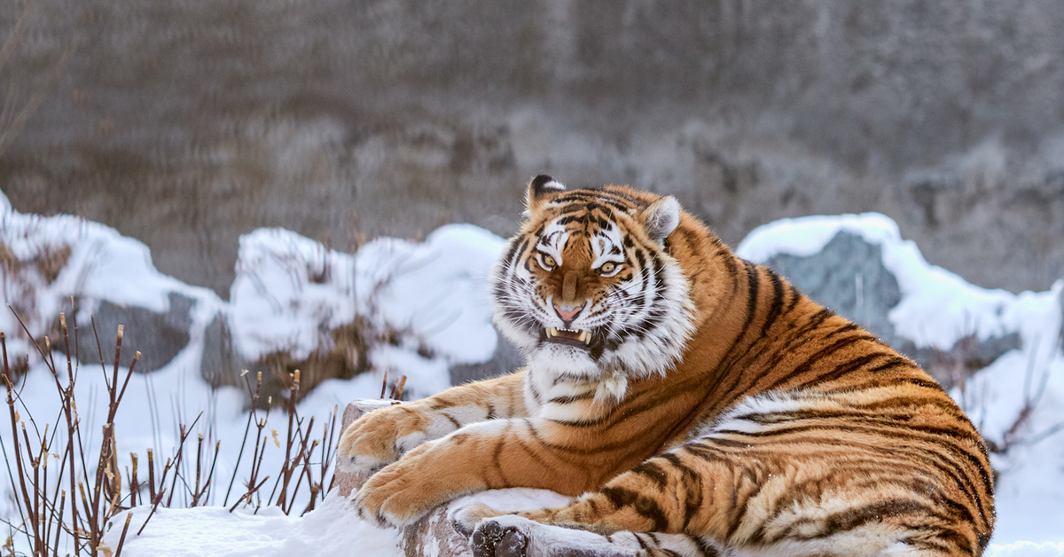 Тайгер видео. Гималайский тигр. Алтайский тигр. Уссурийский тигр. Амурский тигр зимой.