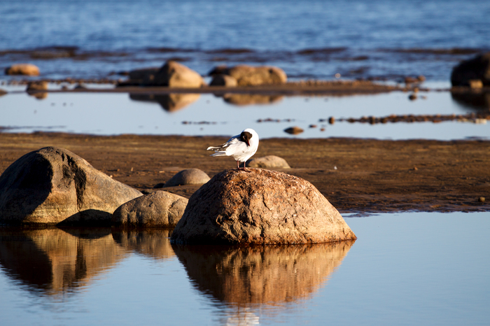 A seagull warms its neck in the sun (but this is not accurate) - My, Photographer, The Gulf of Finland, Tan, Seagulls, Neck, The photo, Canon, 