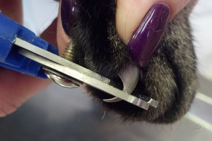 How to trim a cat's nails - My, cat, Pets, Animals, Vet, Interesting