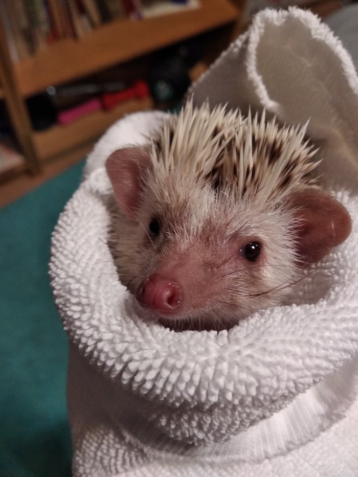 Just Hedgehog - My, African pygmy hedgehog, Pets, Longpost, The photo