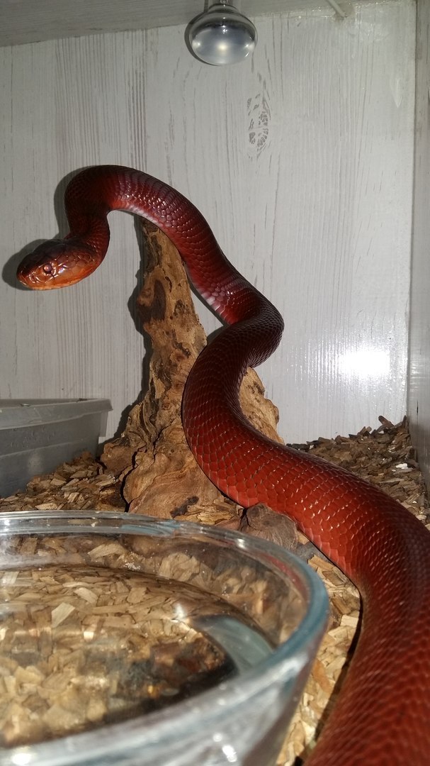 Another beast - My, Cobras, Terrariumistics, Snake