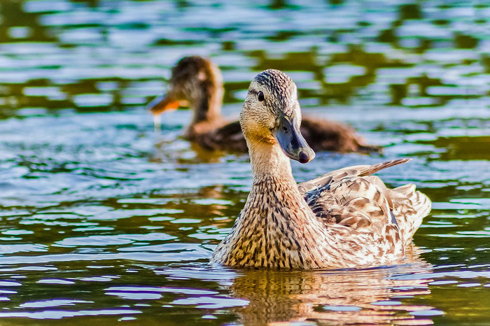 Duck - My, The photo, Duck, Water, , Nature, Canon, Telephoto lens