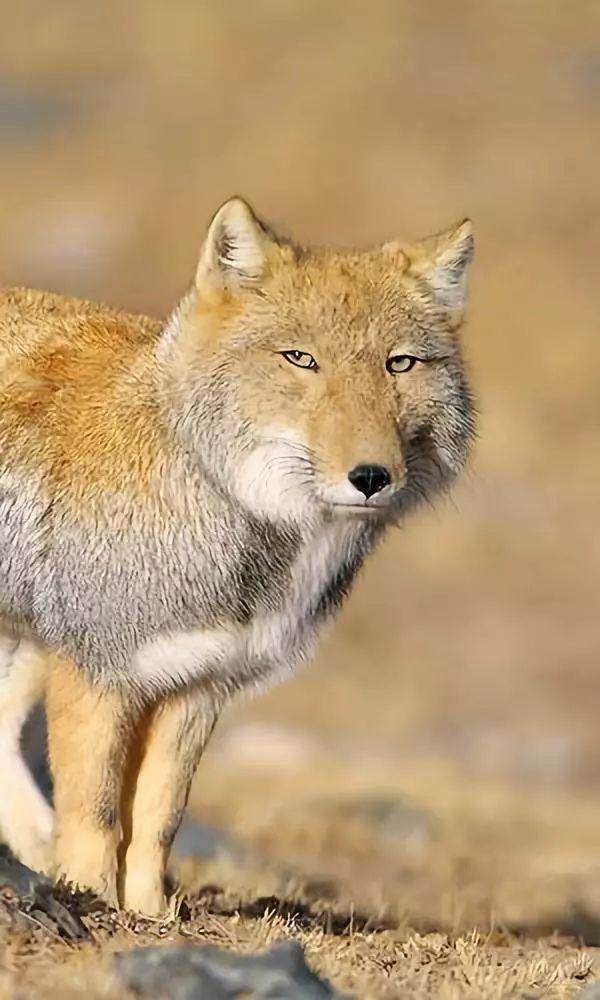 Distrustful fox? - Longpost, Tibetan fox, Animals