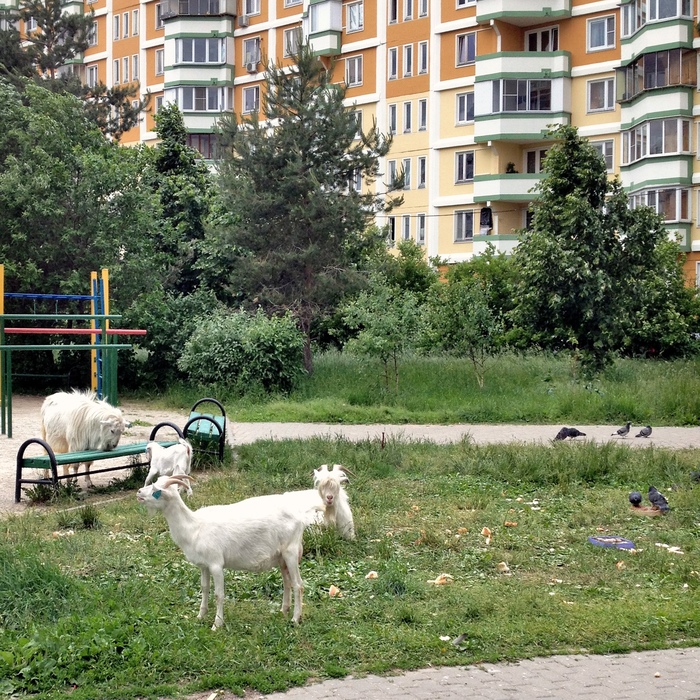 In the Moscow courtyard - My, Animals, The photo, Longpost