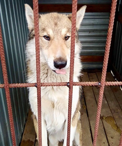 This post is just out of desperation. - Surgut, Catching, Help, , Longpost, Helping animals