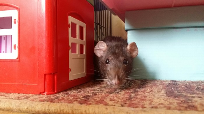 Here are some more rats - Pets, Longpost, , Pet, Decorative rats, Rat, My