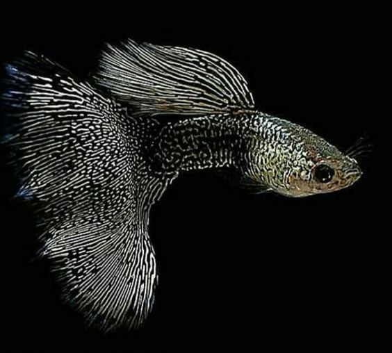 Черное кружево