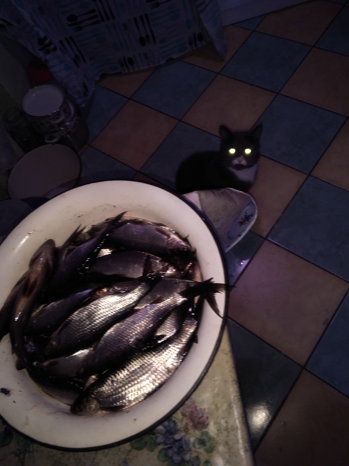 Target locked) - My, cat, A fish, Roach, Catch