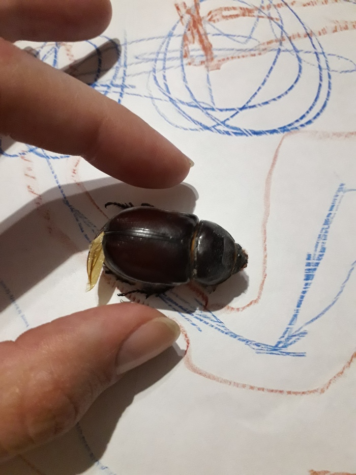 What kind of beetle? - My, Жуки, Entomology, Longpost, Who is this?, Question, Insects
