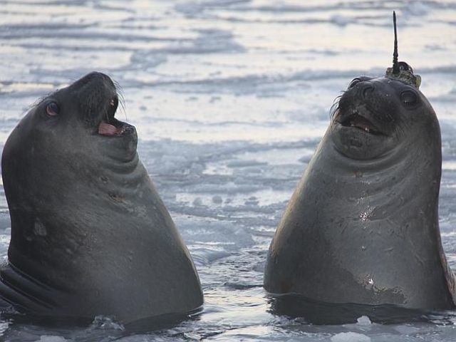 How seals help researchers explore Antarctica - Seal, Arctic, , Unicorn, Longpost