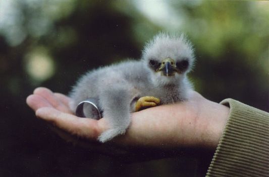 Ornithologists urge not to save fledglings - Birds, Ornithology, Don't touch