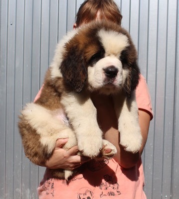 My puppy and the history of his breed - My, St. Bernard, Puppies, Breed, Longpost, Love, Dog, Pets, Text