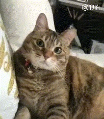 Cat.exe file system error