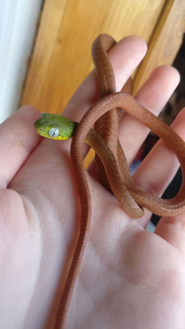 Láska k hadům je nakažlivá a člověka rychle ovlivní. Domácí mazlíčci, Zoo, Had, Dlouhý Post