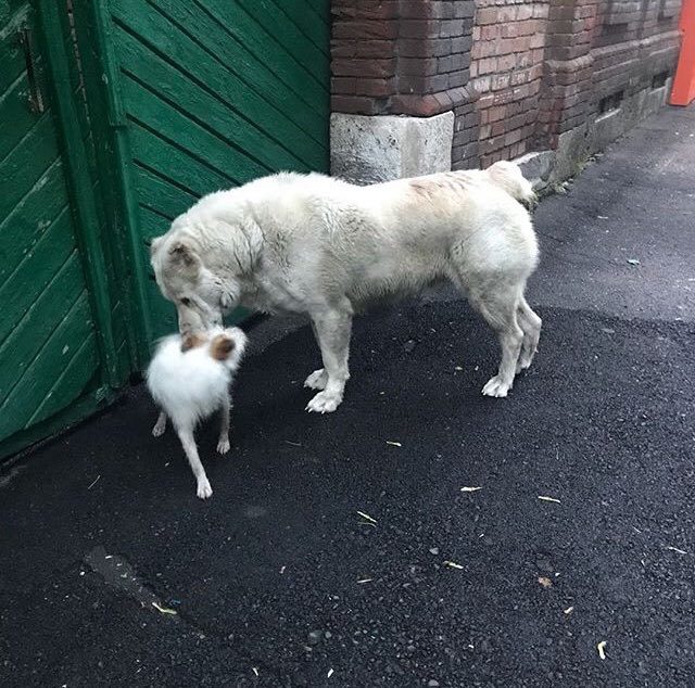 Пропала собака!!! Владикавказ Без рейтинга, Пропала собака, Владикавказ, Собака