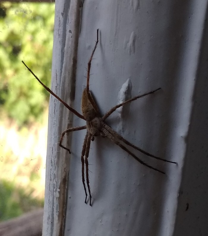 Such a naughty home spider - My, Spider, Pet, Pets