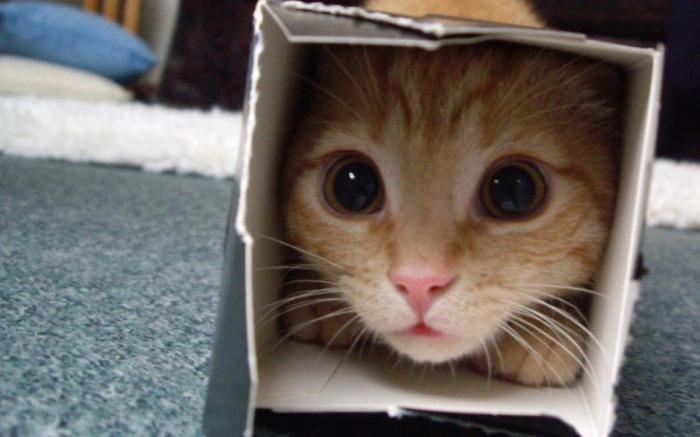 Почему кошки любят коробки. Кошкин дом, Кот, Коробка, Зоопсихология, Длиннопост