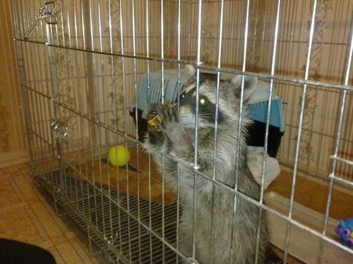 Poor raccoon asks for help - My, Raccoon, Animals, Cell, Prison, Help