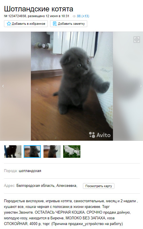 Kittens meiiiuu ... stop, what is this - My, Announcement, Avito, Suddenly, Goat, Kittens