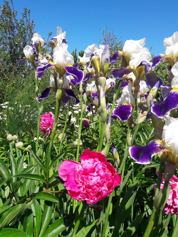 Today at the cottage... - Longpost, Dacha, Flowers