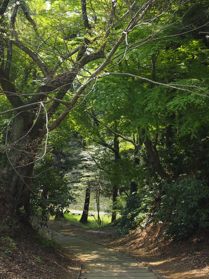 Сакура - город самураев Япония, Путешествия, Длиннопост
