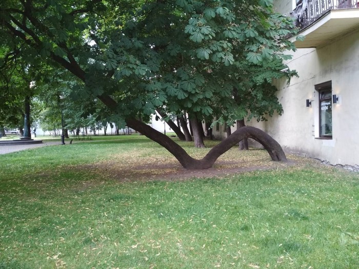 Tree - My, Tree, Saint Petersburg, Nature