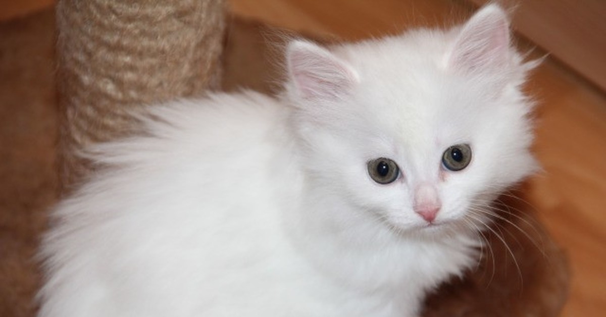 Котята в добрые пушистые. Девочка с белым котенком. Пушистый белый кот котенок в добрые руки. Белый добрый пушистый котенок.