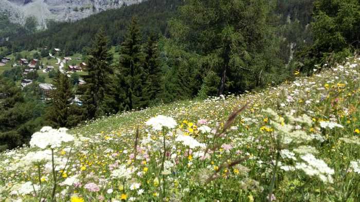 Swiss Alps in summer - The photo, Switzerland, , My, The mountains