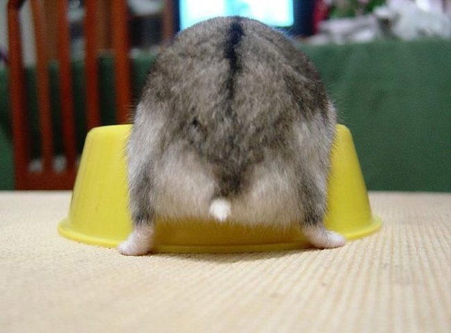 Hamster butts are the cutest new mood booster - The photo, Hamster, Booty, Milota, Longpost