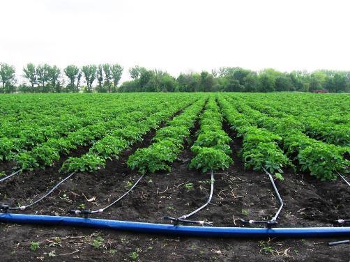 Irrigation and what it is eaten with - Irrigation, , , , Longpost