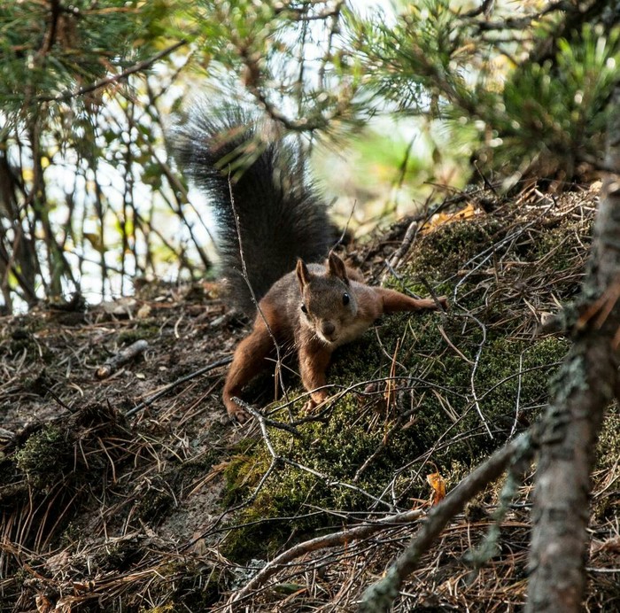 Animals of the Krasnoyarsk Pillars - Krasnoyarsk, Pillars reserve, Squirrel, Chipmunk, Longpost