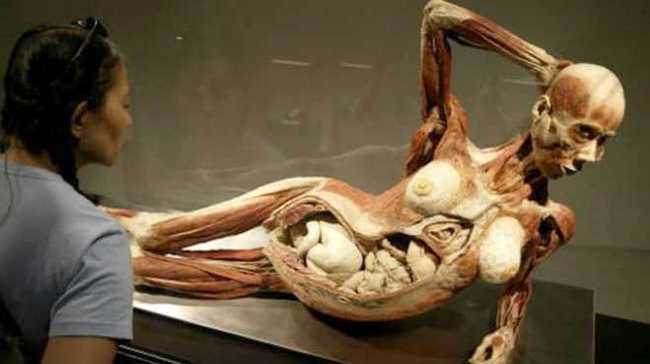 Plastination - insanity or art? - Plastination, Mummy, , Exhibition, , Dead body, Longpost, GГјnther von Haggens