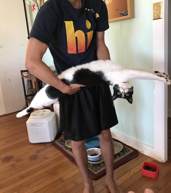 Longcat - cat, Stretching, The photo