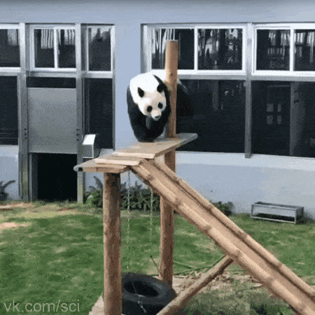 Ох уж эти панды