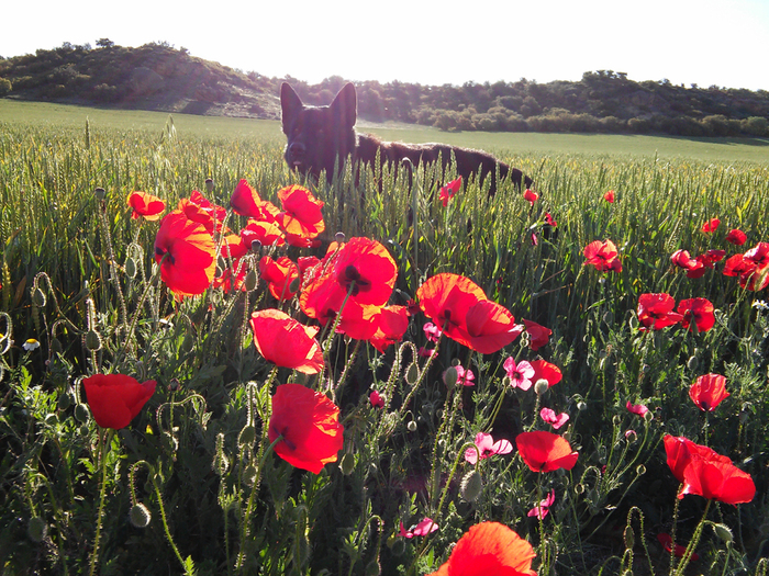 Собачья жизнь в Испании Испания, Собака, Овчарка, Море, Горы, Фотография, Пейзаж, Моё, Длиннопост