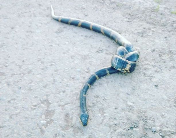 In Russia, they catch a flayer tying snakes in a knot - My, Snake, Skid, Knot, Flayers, Flailing, Negative