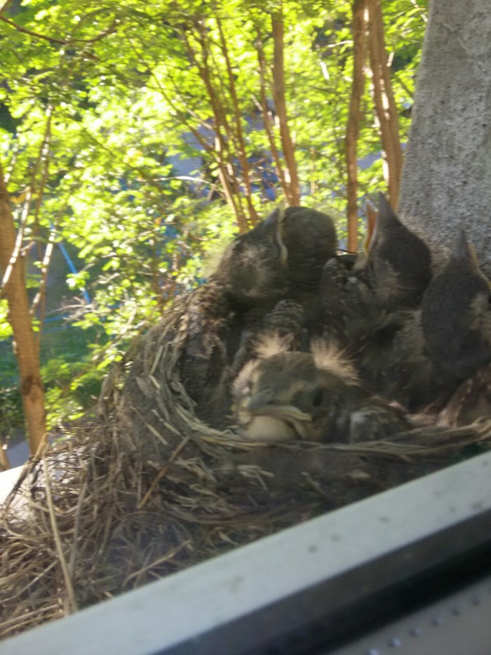 Новые соседи