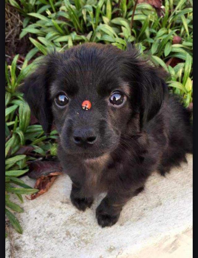 Puppy + Ladybug = Double tenderness. - Puppies, ladybug, Milota, Affection, The photo, Reddit, Dog