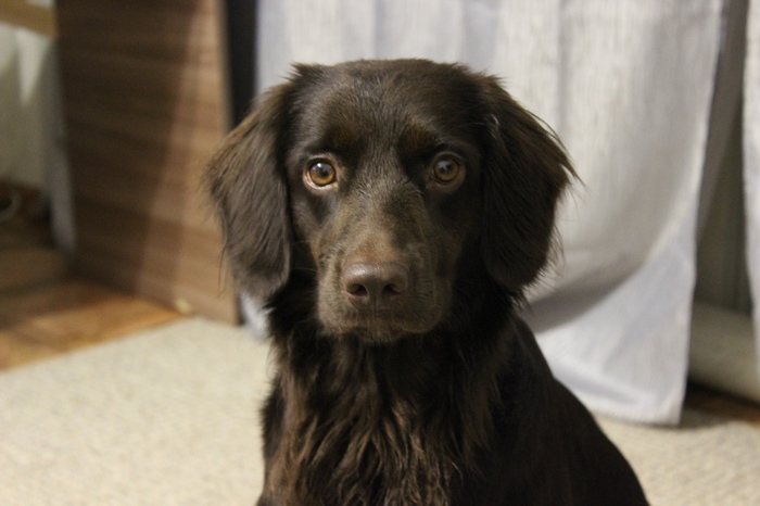 When you don't know what this thing is watching you... - My, Spaniel, Dog