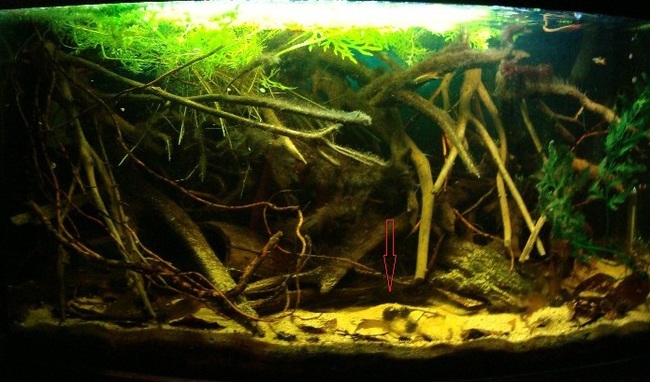 Selection of biotopes - Biotope, Aquarium, Aquarium, Longpost