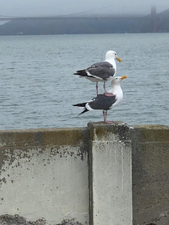 I'm fine - Seagulls, Obsession, Birds, The photo