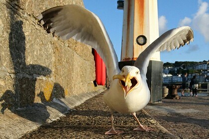 Seagulls disappear from Helsinki ahead of Putin-Trump meeting - Seagulls, Donald Trump, Vladimir Putin, Helsinki