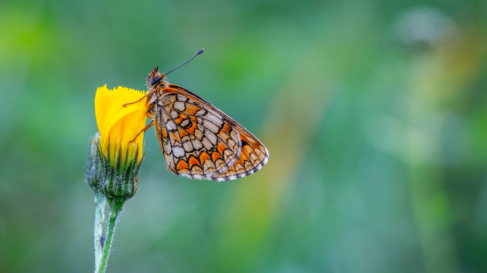 checkerboarder - My, Butterfly, , Insects, , Checkerboard, Flowers, Canon 100mm macro, Roof