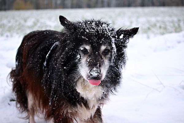 The dog saved the baby in the twenty-degree frost - My, Dog, , Interesting to know, Text