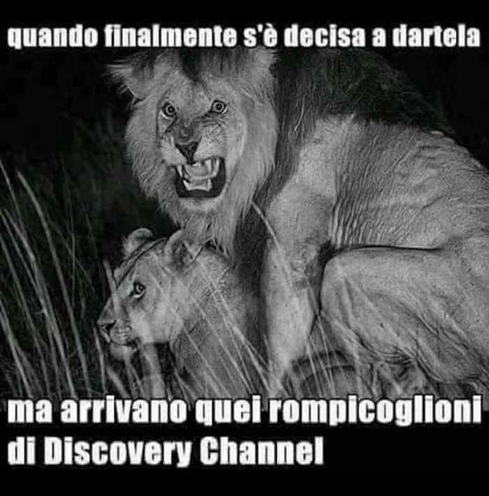 Discovery Channel , Discovery
