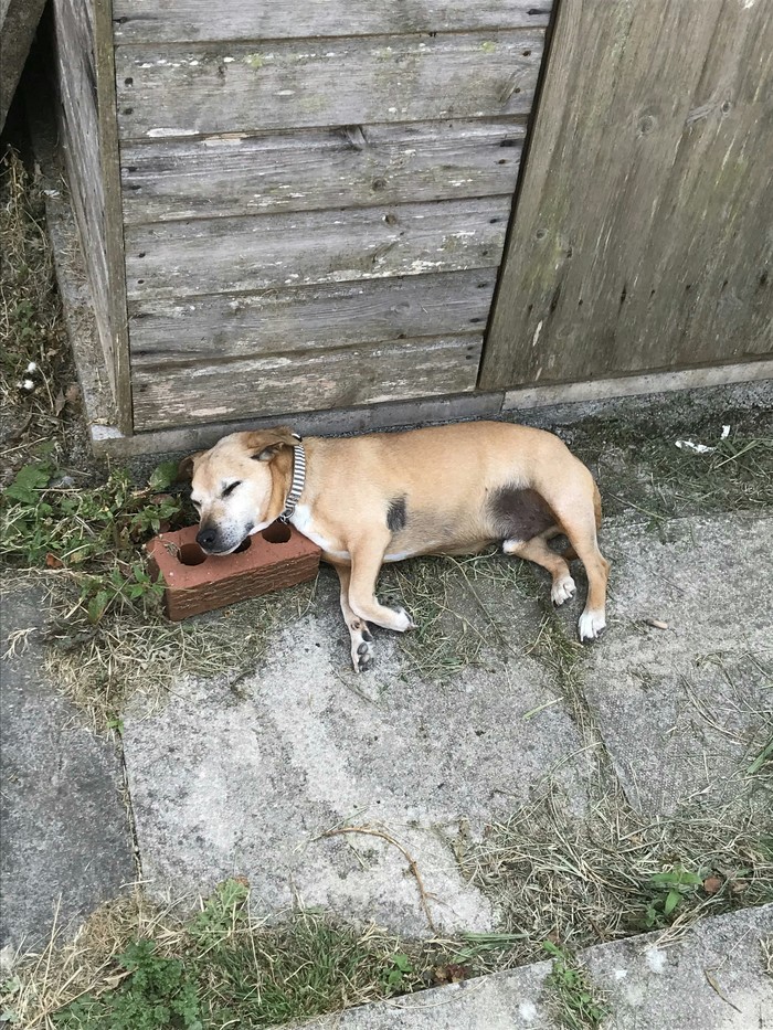 Place to sleep - Reddit, Place to sleep, Dog