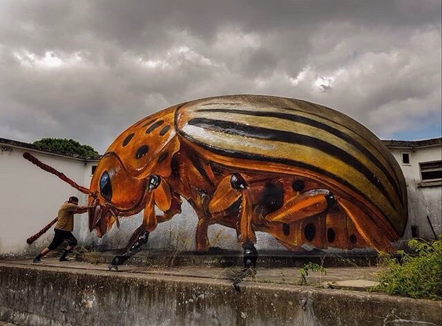 Wouldn't see this in the garden - It seemed, Graffiti, Drawing, Wall, Odeith, Insects, Colorado beetle