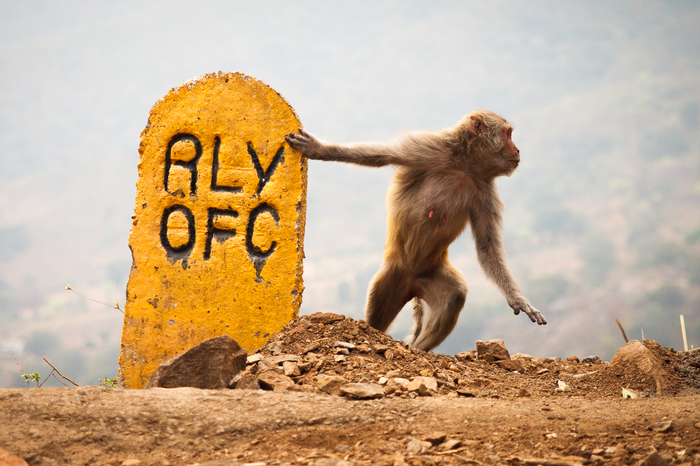 Monkeys - My, Animals, India, Monkey, The photo, Longpost