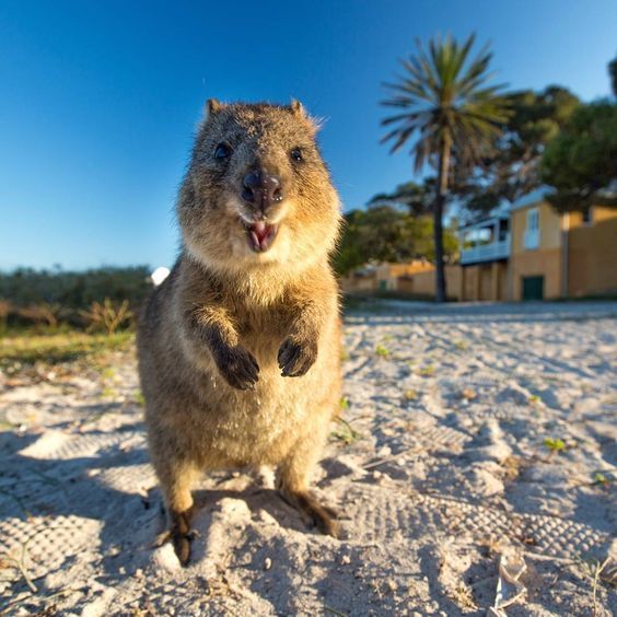 Quokka is always positive! - The photo, Quokka, Sand, Palm trees