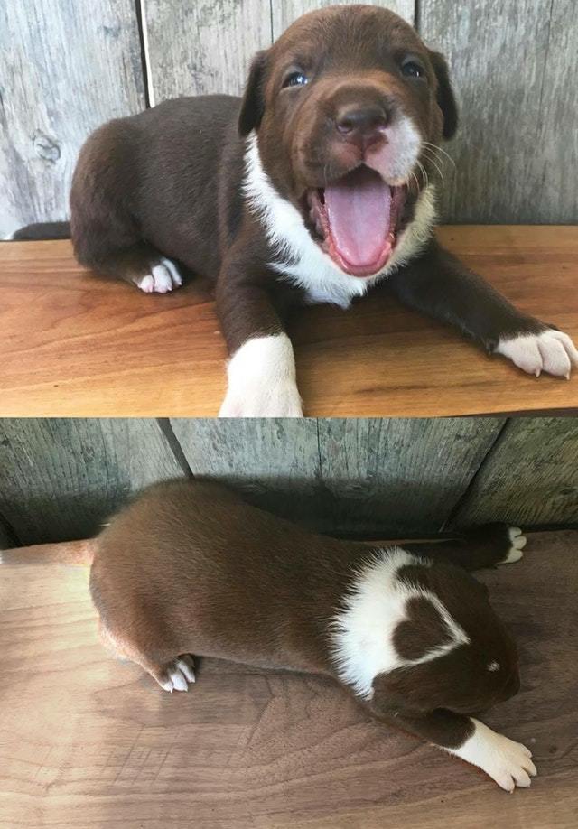 This good boy wears a heart on his head - The photo, Animals, Dog, Puppies, Heart, Reddit, Heart